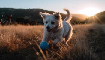 fluffig terrier spelar med boll i solljus genererad förbi ai foto