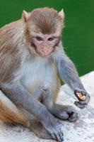 rhesus macaque vid Hanuman-templet i Jaipur, Rajasthan, Indien foto