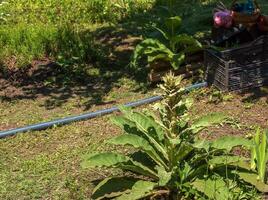 Verbascum thapsus, de bra mullein eller större mullein. de växt är få redo till blomma. foto