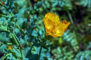 glaucium flavum, gul behornad vallmo, papaveraceae. vild växt anges i de röd bok. foto