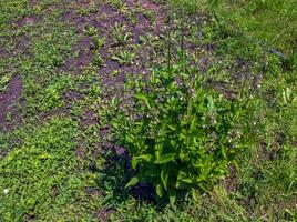 penstemon frutescens växer på stenig jord. blomställningar av delikat blek lila blommor i de form av klockor. grön löv. en lågväxande alpina växt. foto