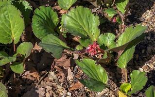 elefanter öron blommor och löv - latin namn - bergenia crassifolia l foto