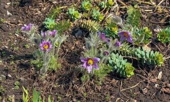 skön pulsatilla vulgaris i de trädgård i vår. pulsatilla vulgaris, pasqueflower, är en arter av blommande växt som tillhör till de smörblomma familj, ranunculaceae. foto