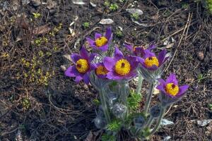 skön pulsatilla vulgaris i de trädgård i vår. pulsatilla vulgaris, pasqueflower, är en arter av blommande växt som tillhör till de smörblomma familj, ranunculaceae. foto