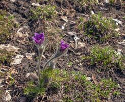 skön pulsatilla vulgaris i de trädgård i vår. pulsatilla vulgaris, pasqueflower, är en arter av blommande växt som tillhör till de smörblomma familj, ranunculaceae. foto