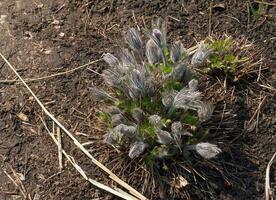 skön pulsatilla vulgaris i de trädgård i vår. pulsatilla vulgaris, pasqueflower, är en arter av blommande växt som tillhör till de smörblomma familj, ranunculaceae. foto