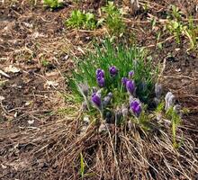 skön pulsatilla vulgaris i de trädgård i vår. pulsatilla vulgaris, pasqueflower, är en arter av blommande växt som tillhör till de smörblomma familj, ranunculaceae. foto