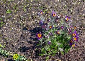 skön pulsatilla vulgaris i de trädgård i vår. pulsatilla vulgaris, pasqueflower, är en arter av blommande växt som tillhör till de smörblomma familj, ranunculaceae. foto