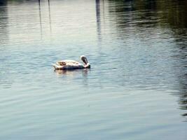 whooper svan, cygnus cygnus. ensam fågel på de vatten. en vild svan simmar på de yta av de flod. foto