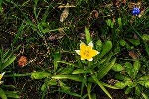 sent tulpan lat.tulipa tarda är en typ av perenn, lökformig, örtartad växter från de släkte tulpan av de liliaceae familj. foto