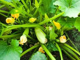 närbild av stor grön frukt och gul blommor av zucchini växande på en växt i en trädgård. foto