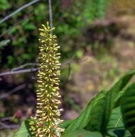 blommor från aralia Continentalis, eller spikenard, är en släkte av de familj Araliaceae foto