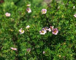 blomning cultivar buskig cinquefoil dasiphora fruticosa eller prinsessa i trädgård foto