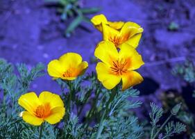 orange blomma kalifornien vallmo, eller gyllene vallmo, kopp av guld. dess latin namn är eschscholzia Kalifornien, inföding till de oss och Mexiko. foto