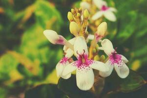 skön intressant liten vit blommor i de trädgård i närbild foto