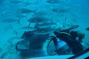 dykare simning bland skön stor fisk i de blå värma hav foto