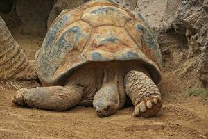 djur- reptil gammal jätte sköldpadda hålls i Zoo närbild foto