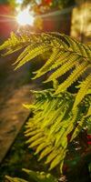 vild naturlig grön ormbunke blad i de bakgrundsbelysning av de miljö Sol. tropisk träd löv, vild ormbunke löv, osmunda regalis, öra träd, eller piiches, träd ormbunke gren cyathea medullarisin främre av Sol foto