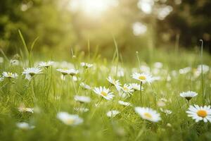 solig vår gräs äng, daisy blommor , generera ai foto