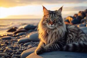 skön maine Coon katt på de havsstrand på solnedgång. generativ ai foto