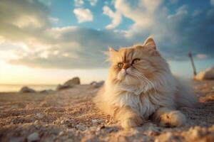 persisk katt på de strand på solnedgång. fluffig sällskapsdjur. generativ ai foto