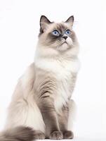ragdoll katt med blå ögon på en vit bakgrund. generativ ai foto