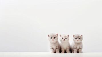 tre grå skott vika ihop kattungar Sammanträde på en vit bakgrund. generativ ai foto