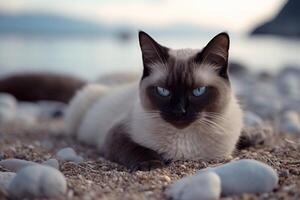 siamese katt med blå ögon Sammanträde på sten strand. generativ ai foto