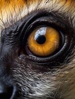 närbild av de öga av en ring-tailed lemur foto