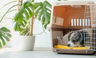 söt bichon frysa hund liggande i resa sällskapsdjur bärare, vit vägg bakgrund foto