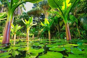 enorm växt växande i de näckros damm i de botanisk trädgård, mahe Seychellerna 2 foto