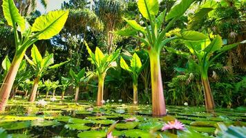 enorm växt växande i de näckros damm i de botanisk trädgård, mahe Seychellerna foto
