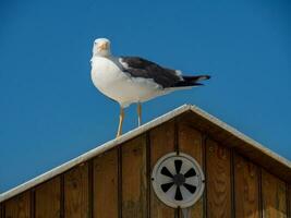 på de strand av spiekeroog foto