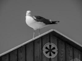 sommar tid på spiekeroog ö foto