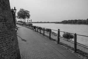 rees på de Rhen flod foto