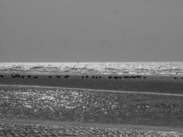 de strand av de haan på de norr hav foto