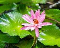 rosa näckros inuti de damm i de botanisk trädgård, honung bi tar nektar, mahe Seychellerna foto