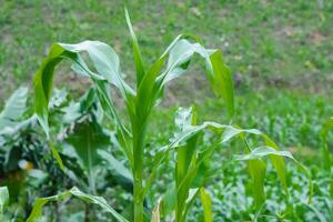 skön majs fält grön löv och våt från de regn, jordbruks gröda är växande foto