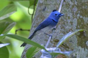 blå fågel på de gren. foto