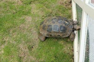 en sköldpadda med isolerat grön gräs bakgrund foto