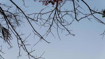 foto av trädgrenar som är ganska täta med bakgrund av en mycket klar himmel