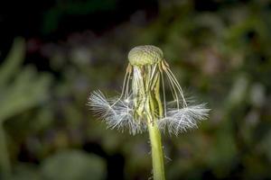 mogen maskrosfröblomning framför mjuk suddig bakgrund foto