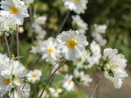 ganska vita anemonblommor i en trädgård foto