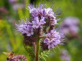 närbild av vackra lacy phacelia blommor phacelia tanacetifolia foto