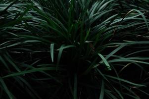 tropisk grön växt foto