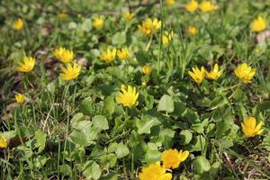 grönt gräs ströat med gula blommor foto