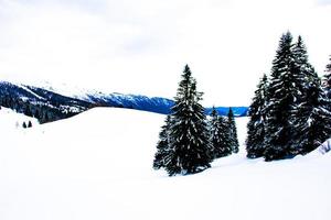 tallar och snö foto