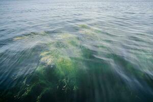 alger under de klar vatten av de sjö. foto
