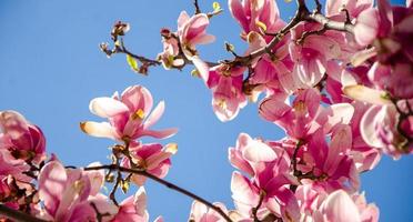 blommande magnolia i vårblommor på ett träd mot en ljusblå himmel foto