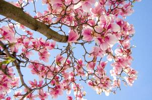 blommande magnolia i vårblommor på ett träd mot en ljusblå himmel